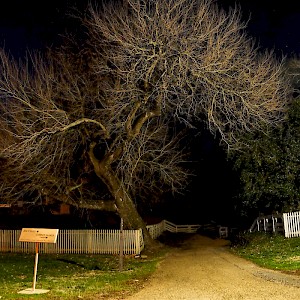 tree and dark path