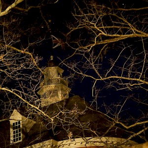 Spooky tree at night