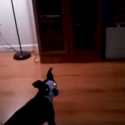 Williamsburg Ghost Spotted on Film? Dog Reacts - Photo